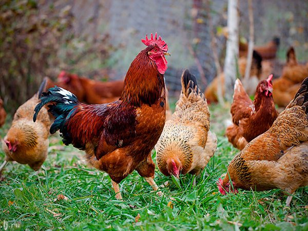 Породы куриц | ЗооТом - продажа, вязка и услуги для животных в Приморско-Ахтарске