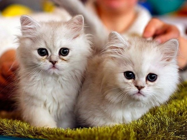 Породы кошек в Приморско-Ахтарске | ЗооТом портал о животных