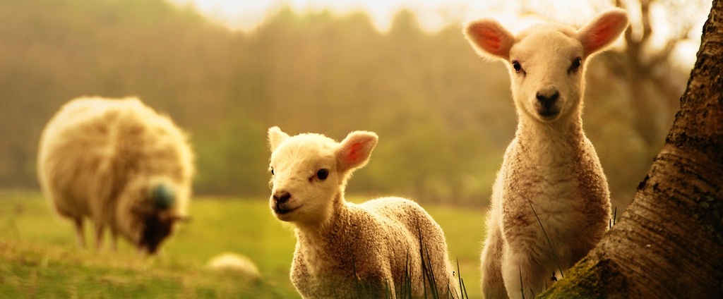 Объявления о сельскохозяйственных животных | ЗооТом - продажа, вязка и услуги для животных в Приморско-Ахтарске