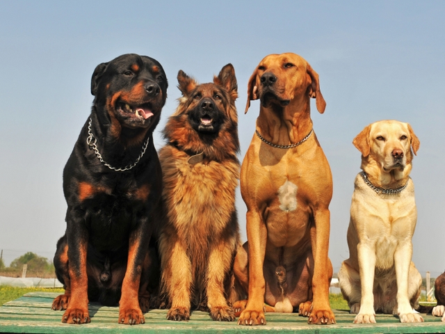 Крупные породы собак в Приморско-Ахтарске | ЗооТом портал о животных